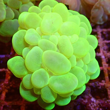 Plerogyra Sinuosa Ultra Green WYSIWYG (1757698873051)