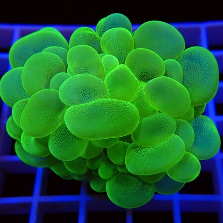 Plerogyra Sinuosa Ultra WYSIWYG (1757085182849)