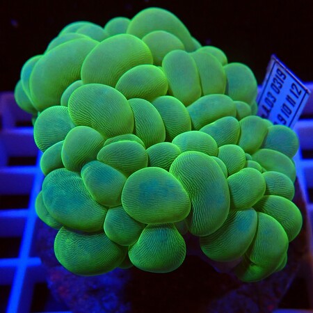 Plerogyra Sinuosa WYSIWYG (1757085200294)