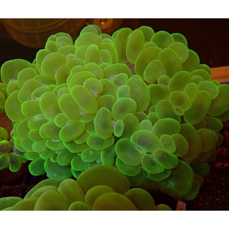 Plerogyra Sinuosa WYSIWYG (1757085222595)