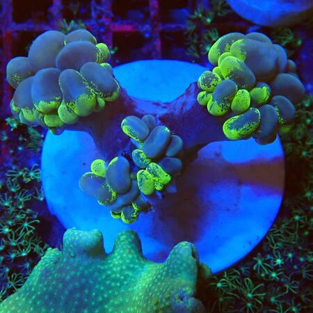 Plerogyra Sinuosa WYSIWYG (1757697090362)