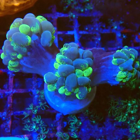 Plerogyra Sinuosa WYSIWYG (1757697102079)