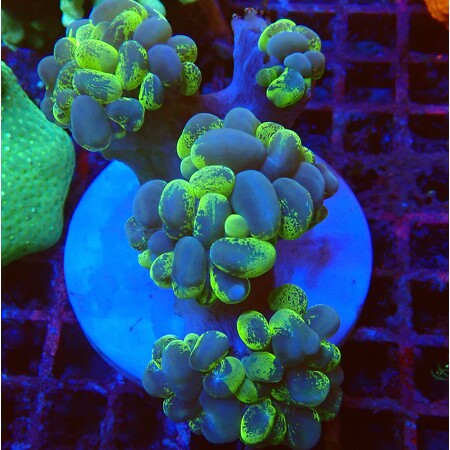 Plerogyra Sinuosa WYSIWYG (1757697241631)