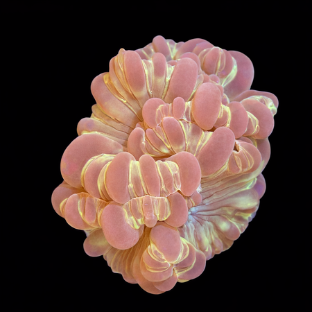 Plerogyra Turbida L (Approx. 8-9 cm) WYSIWYG (1783885230562)