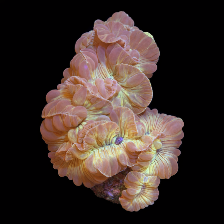 Plerogyra Turbida XL (Approx. 10-12 cm) WYSIWYG (1783885206684)