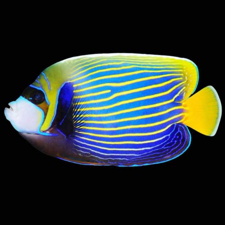 Pomacanthus imperator (Adult)