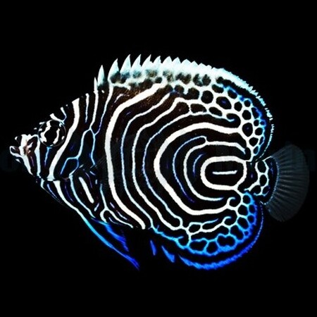 Pomacanthus imperator - Tank Bred