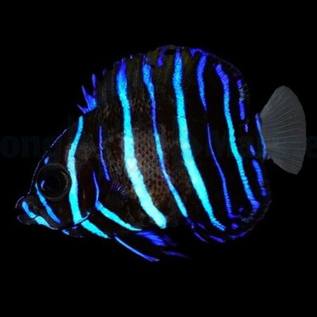 Pomacanthus navarchus - Tank Bred