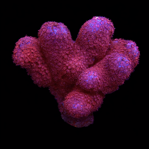 Porites Bordeaux M (Approx. 6-7 cm) WYSIWYG (1771140518769)