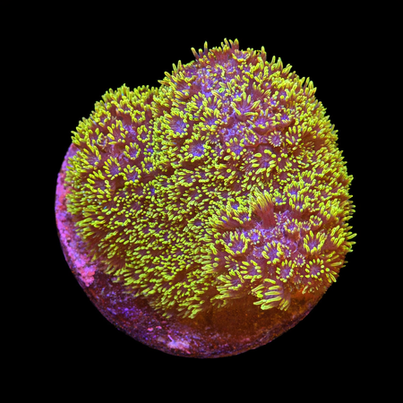 Porites Caribbean (Very rare) Frag (Approx. 2-3 cm) WYSIWYG (1784405176902)