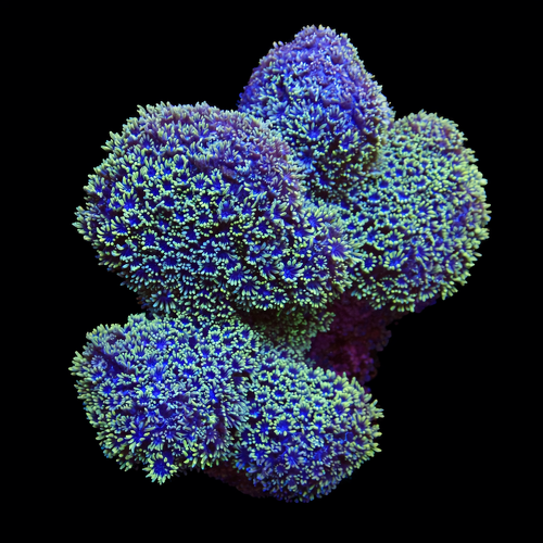 Porites Caribbean (Very Rare) M (Approx. 6-7 cm) WYSIWYG (1771140014711)