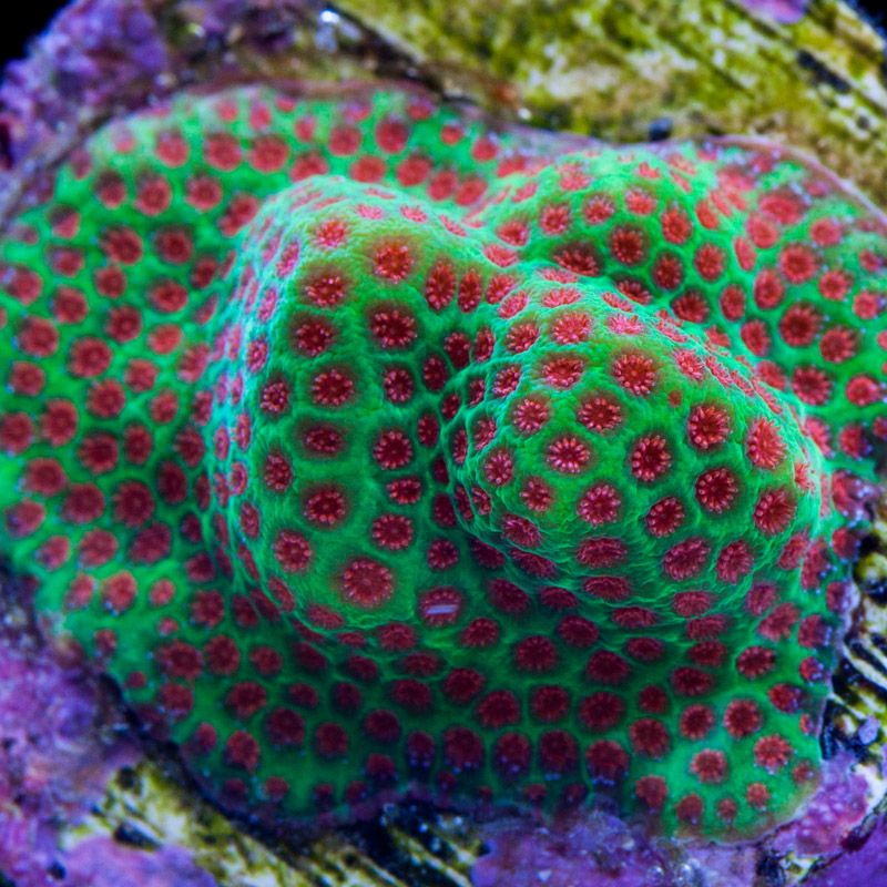 Porites Green / Red (The Grinch)