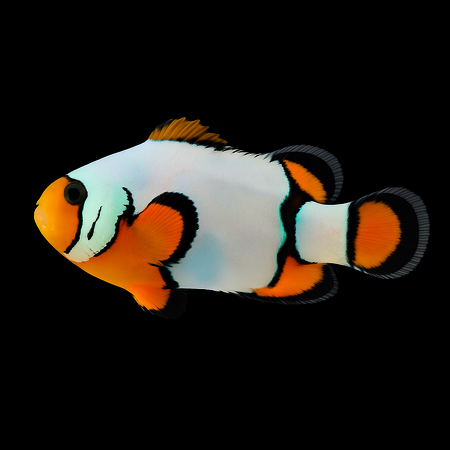 Premium Snowflake Clownfish (Amphiprion ocellaris) - DJM Bred