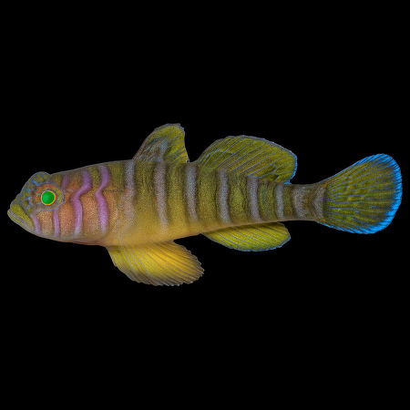 Priolepis cincta – Girdled Goby