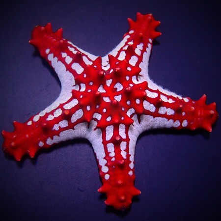 Protoreaster linckii (Buddy star)