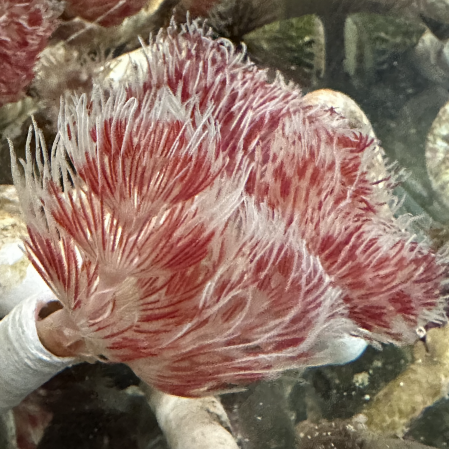 Protula Rood / Wit (Red / Witte coco worm) 