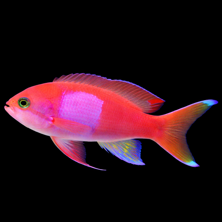 Pseudanthias pleurotaenia (man)