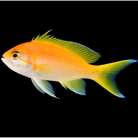 Pseudanthias pleurotaenia (woman)