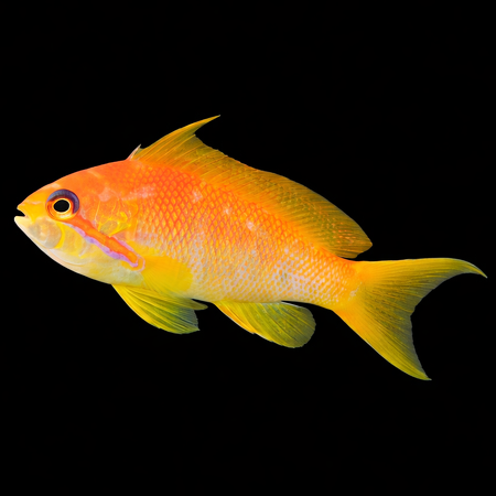 Pseudanthias squamipinnis (Lyretail Anthias) (female)
