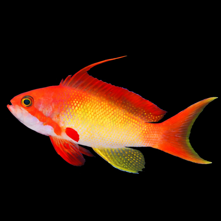 Pseudanthias squamipinnis (Lyretail Anthias) (man)