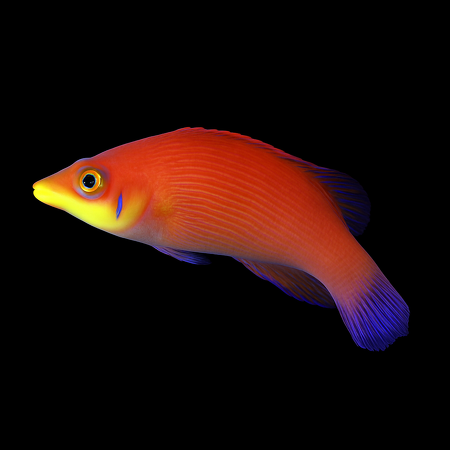 Pseudocheilinus evanidus (Striated Wrasse)