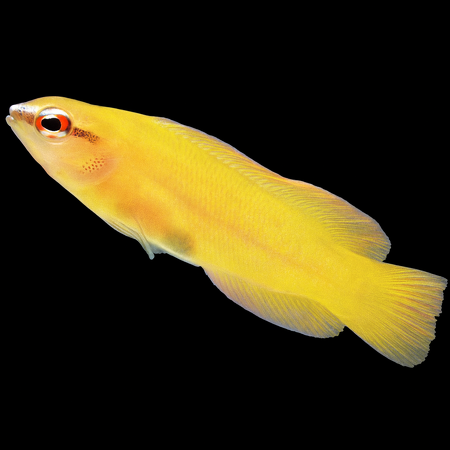 Pseudochromis leucorhynchus - Tank Bred