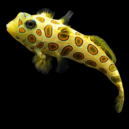 Pterosynchiropus picturatus (Spotted Mandarin Fish) - DJM Bred