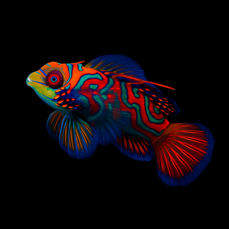 Pterosynchiropus splendidus (Blue) &ndash; Dragonet