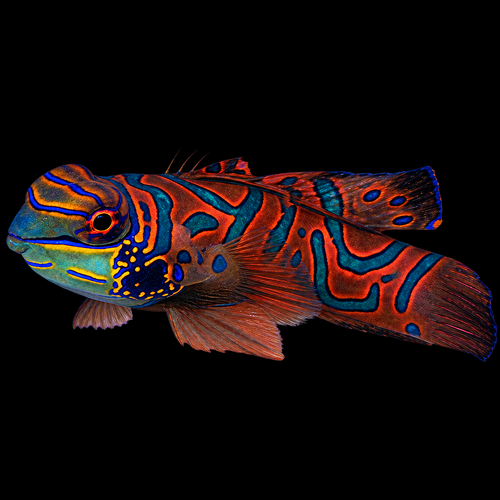 Pterosynchiropus splendidus (Red) – Dragonet 