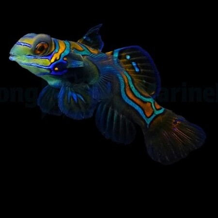 Pterosynchiropus splendidus – Tank Bred (Mandarin Fish)