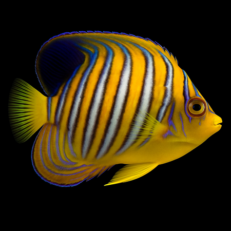 Pygoplites diacanthus (Red Sea) (Regal Angelfish)