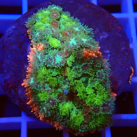 Rhodactis Frankenstein WYSIWYG (1757085053222)