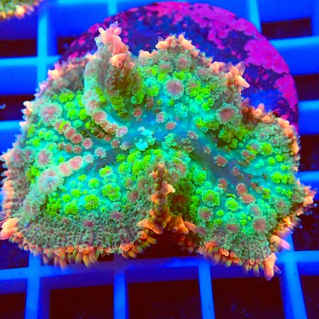 Rhodactis Frankenstein WYSIWYG (1761940504068)