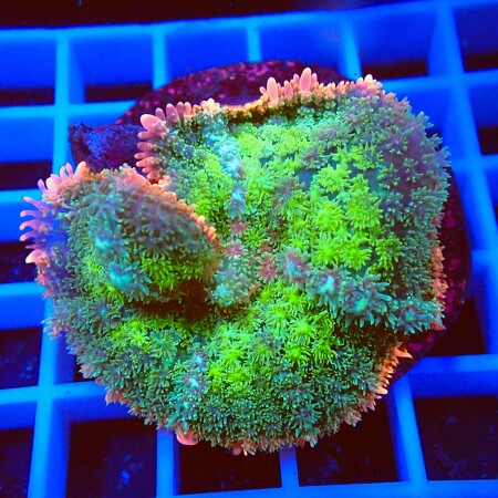 Rhodactis Frankenstein WYSIWYG (1761940511865)