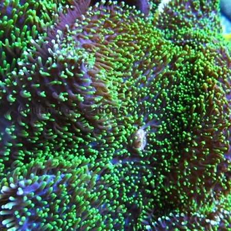 Rhodactis indosinensis (Neon Green Hairy Mushroom)