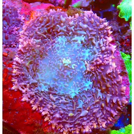 Rhodactis Ultra Special WYSIWYG (1761941579646)