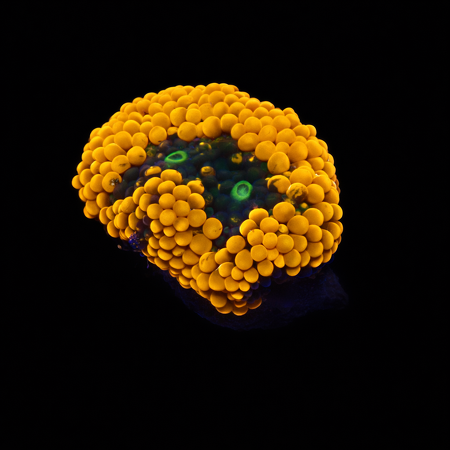 Ricordea Florida Orange Frag (Ong. 2-3 cm) WYSIWYG (1775973722199)