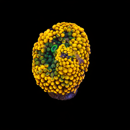 Ricordea Florida Orange Frag (Ong. 2-3 cm) WYSIWYG (1776004942324)