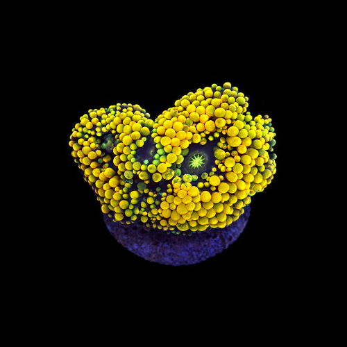 Ricordea Florida orange rainbow Frag (Approx. 2-3 cm) WYSIWYG (1790873493808)