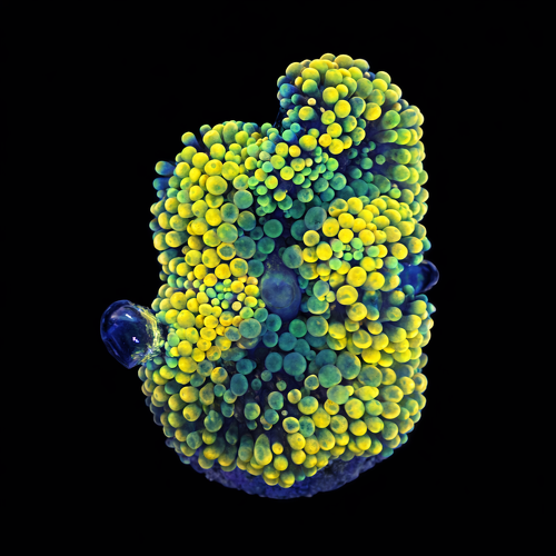 Ricordea Florida orange rainbow Frag (Approx. 2-3 cm) WYSIWYG (1790873513641)