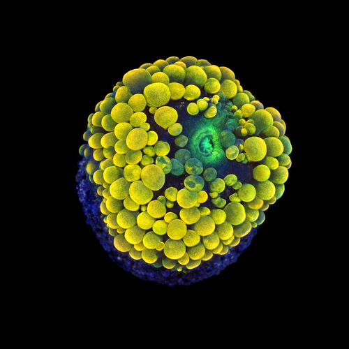 Ricordea Florida orange rainbow Frag (Approx. 2-3 cm) WYSIWYG (1790873536440)