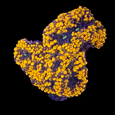 Ricordea Florida Orange/rainbow S (Ong. 4-5 cm) WYSIWYG (1772912887792)