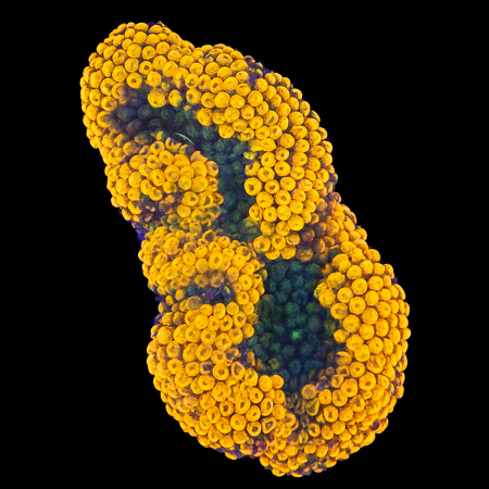 Ricordea Florida Orange/rainbow S (Ong. 4-5 cm) WYSIWYG (1772912900094)