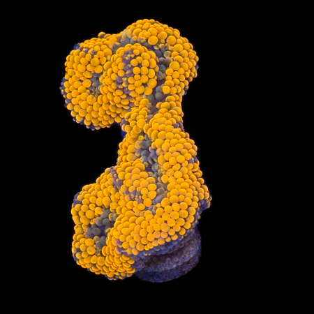 Ricordea Florida Orange/rainbow S (Approx. 4-5 cm) WYSIWYG (1772913003181)