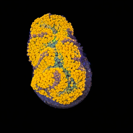 Ricordea Florida Orange/rainbow S (Ong. 4-5 cm) WYSIWYG (1772913519246)