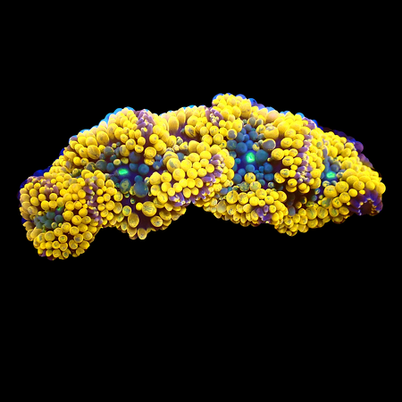 Ricordea Florida Orange/rainbow WYSIWYG (1770545872379)