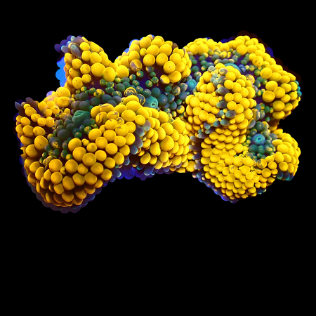 Ricordea Florida orange/rainbow WYSIWYG (1770545899563)