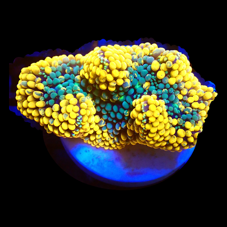 Ricordea Florida Orange/Rainbow WYSIWYG (1770545975313)