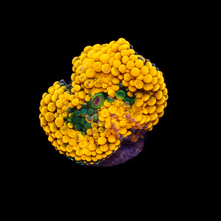 Ricordea Florida Orange S (Ong. 4-5 cm) WYSIWYG (1775973580273)