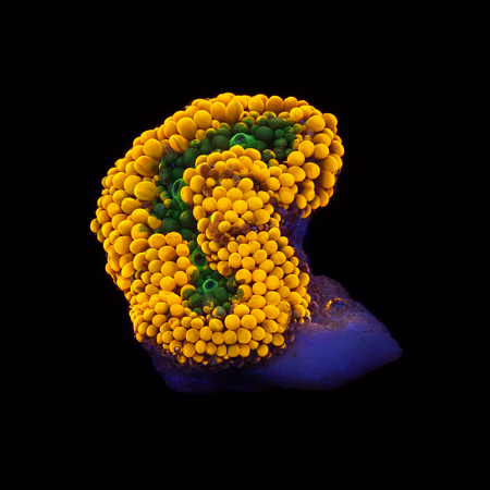 Ricordea Florida Orange S (Ong. 4-5 cm) WYSIWYG (1775973684140)